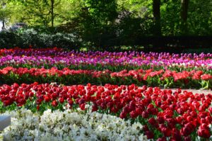 Keukenhof Holandia