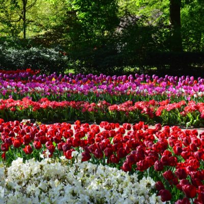 Keukenhof Holandia